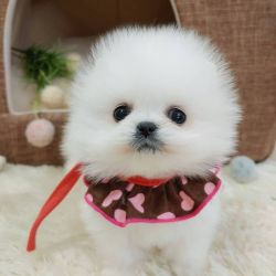 Pomeranian puppies ready for their forever homes