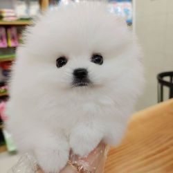 Healthy and playful male and female pomeranian puppy