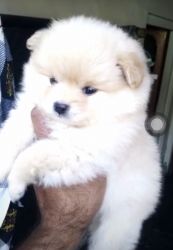 Culture Pom puppy available for sale. Cream colour