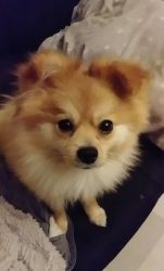 1year old Pomeranian for sale serious buyers only please Phoenix,AZ