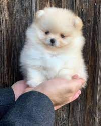 Pomeranian Puppies Now Available