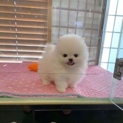 Gorgeous Pomeranian puppies for new homes