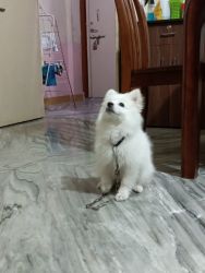 Pomeranian puppy for sale in Pune area