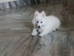 3 months Pomeranian puppy for sale in Pune