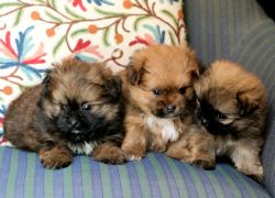 Golden Toy pomeranian pups available 2 months old