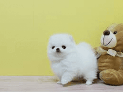 Playful Toy Pomeranian Puppies Read