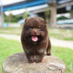Brown Pomeranian puppies