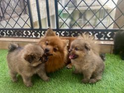 Toy Pom Healthy Puppies Available