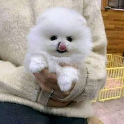 cute pomeranian puppy for rehoming
