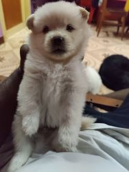 Good quality pomerian male and female puppies for sale in chennai