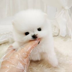 Adorable male and female teacup pomeranian puppy