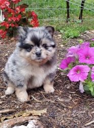 Tri Color Pomeranian For Sale