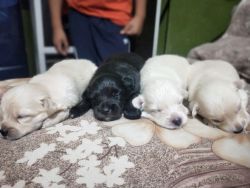 4 puppy 1 male black 3 female white& black