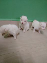 Puppies for sale PN seven four one eight four nine five five three thr