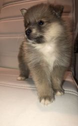 Full blooded Pomeranian Puppies