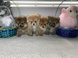 AKC Champion Blood Pomeranian Puppies