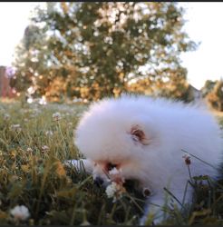 White Pomeranian Pup