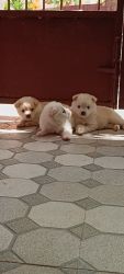 2 female 1male Pomeranian puppies for sale