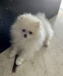 Pomeranian puppy for sale in Hallandale, FL