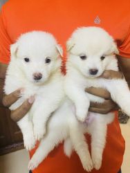2 male and 2 female pomeranian Indian spits available for sale…35days