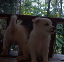 Pomeranian puppies for sale in Kerala kannur