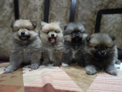 Toy pom pups availble