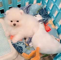 Adorable male and female pomeranian puppy