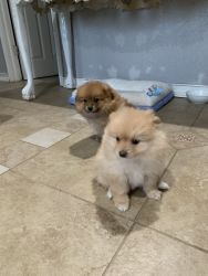 Pomerania puppies