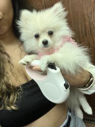 White 4 month old Pomeranian Puppy