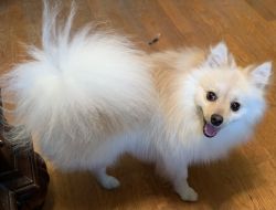 This Pomeranian is 3 years of age, very friendly.