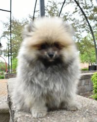 Purebred Pomeranian Puppy BOY Bambino