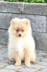 Purebred Pomeranian Puppy GIRL Sunny