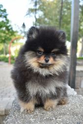 Purebred Pomeranian Puppy BOY Wolfy