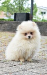 Purebred Pomeranian Puppy GIRL Khloe