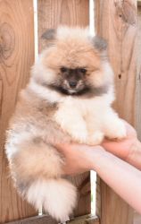 Purebred Pomeranian Puppy BOY Buddy