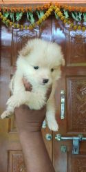 Pomeranian male puppy available for sale