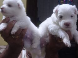 Pomarian pups for sale