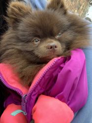 Pomeranian for sale needing to re-home unfortunately