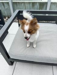 Pom puppy for sale
