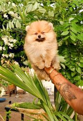 Toy pom puppy available for sale
