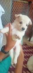 Urgent selling puppies pomerian. 4 female and 2 male
