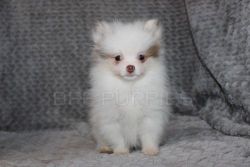 Loving and playful Pomeranian puppies available