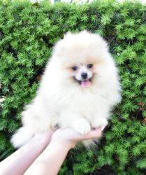 Purebred Pomeranian Puppy BOY Bingo