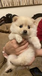 Pure Breed Pomeranian with a Fun Personality!