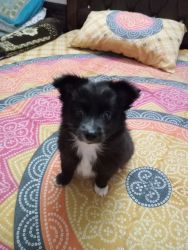 1.5 month old black Pomeranian for sale