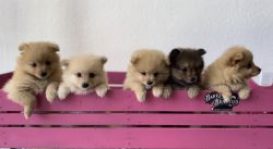 PomPuppies for sale