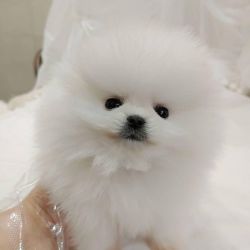 Healthy and Playful Pomeranian Puppies Ready for new homes