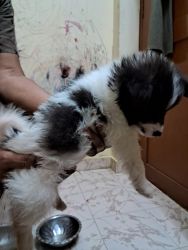 Healthy, active, cute pure breed pomeranian puppies available for sal