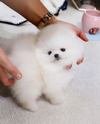 5 Pure Pomeranian puppies 1 Female 4 Male Available