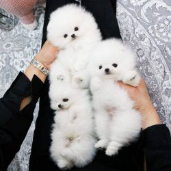 Awesome T-Cup Pomeranian Puppies